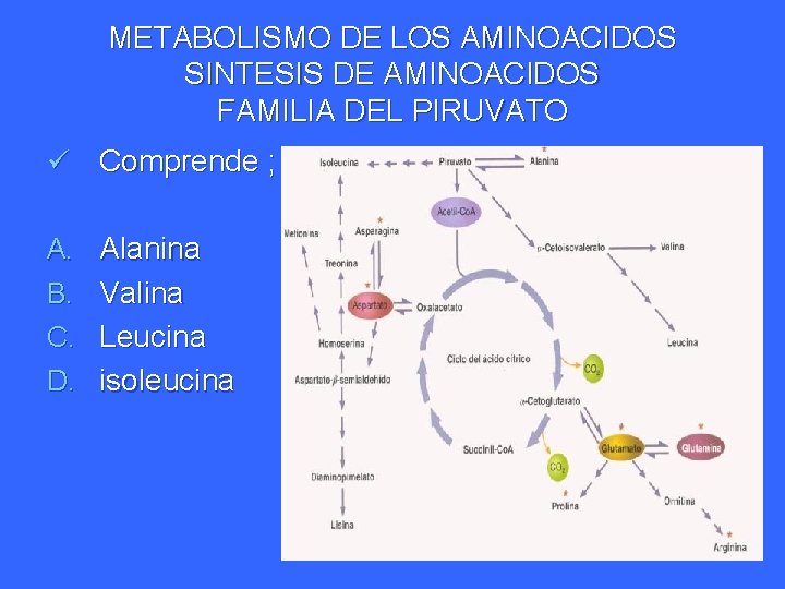 METABOLISMO DE LOS AMINOACIDOS SINTESIS DE AMINOACIDOS FAMILIA DEL PIRUVATO ü Comprende ; A.