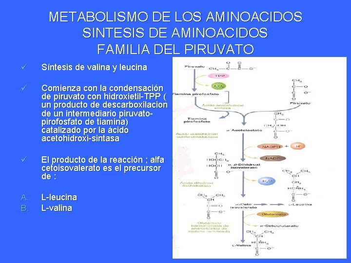 METABOLISMO DE LOS AMINOACIDOS SINTESIS DE AMINOACIDOS FAMILIA DEL PIRUVATO ü Síntesis de valina