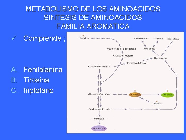 METABOLISMO DE LOS AMINOACIDOS SINTESIS DE AMINOACIDOS FAMILIA AROMATICA ü Comprende ; A. Fenilalanina