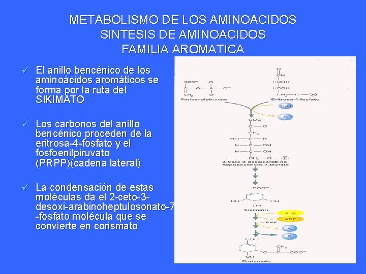 METABOLISMO DE LOS AMINOACIDOS SINTESIS DE AMINOACIDOS FAMILIA AROMATICA ü El anillo bencénico de