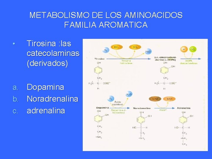 METABOLISMO DE LOS AMINOACIDOS FAMILIA AROMATICA • Tirosina : las catecolaminas (derivados) a. Dopamina