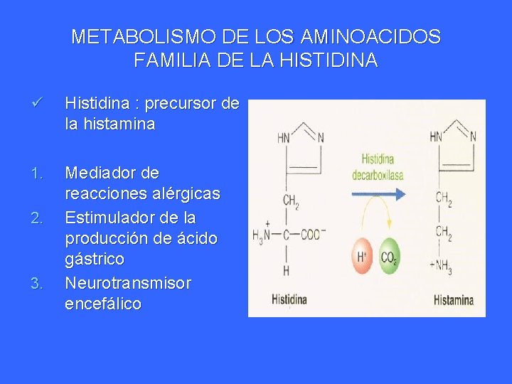 METABOLISMO DE LOS AMINOACIDOS FAMILIA DE LA HISTIDINA ü Histidina : precursor de la