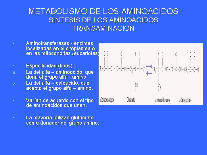 METABOLISMO DE LOS AMINOACIDOS SINTESIS DE LOS AMINOACIDOS TRANSAMINACION • Aminotransferasas. - enzimas localizadas