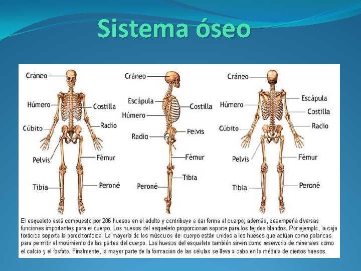 Sistema óseo 