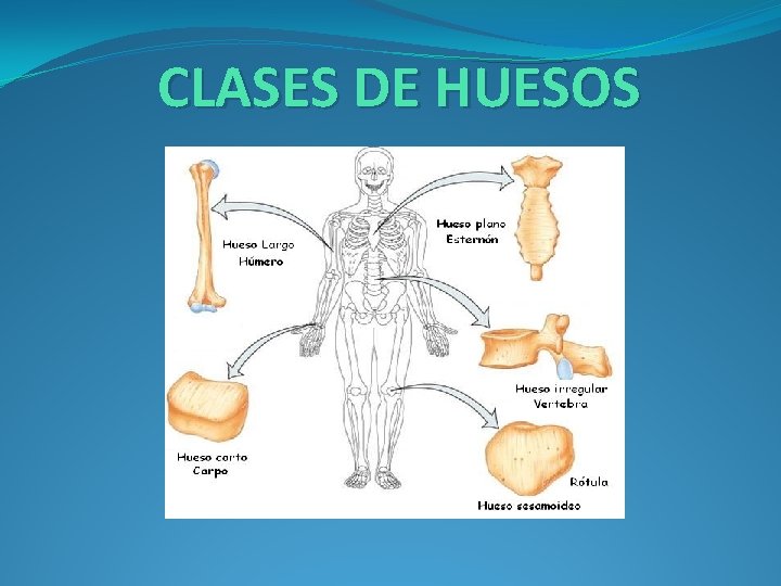 CLASES DE HUESOS 