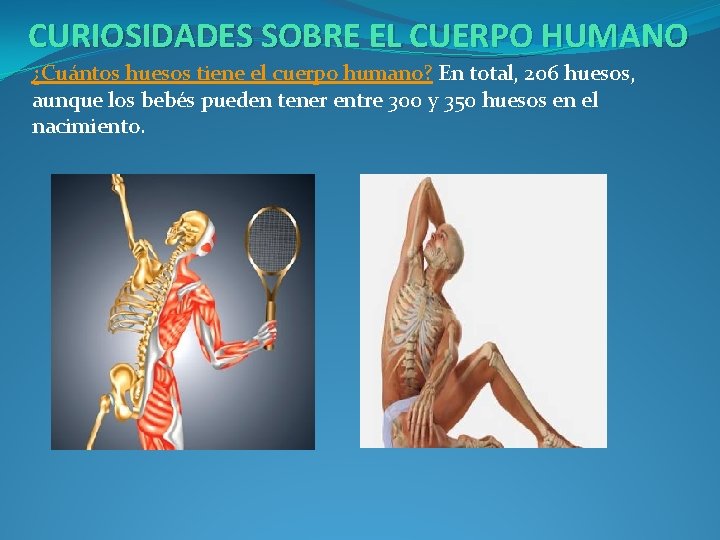 CURIOSIDADES SOBRE EL CUERPO HUMANO ¿Cuántos huesos tiene el cuerpo humano? En total, 206