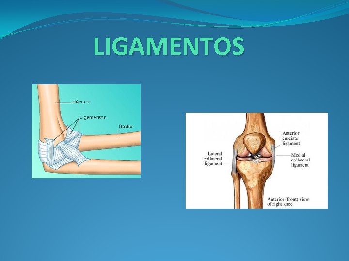 LIGAMENTOS 