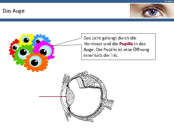 02 / Sehen Das Auge Das Licht gelangt durch die Hornhaut und die Pupille