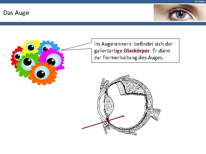 02 / Sehen Das Auge Im Augeninnern befindet sich der gallertartige Glaskörper. Er dient