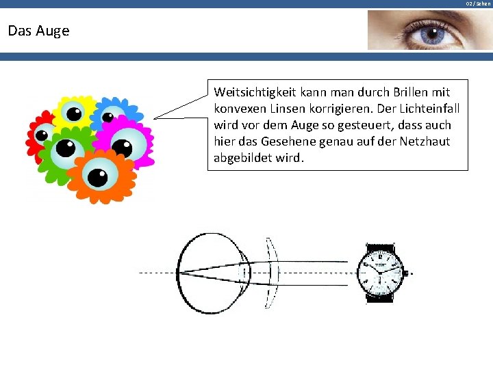 02 / Sehen Das Auge Weitsichtigkeit kann man durch Brillen mit konvexen Linsen korrigieren.