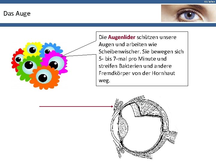 02 / Sehen Das Auge Die Augenlider schützen unsere Augen und arbeiten wie Scheibenwischer.