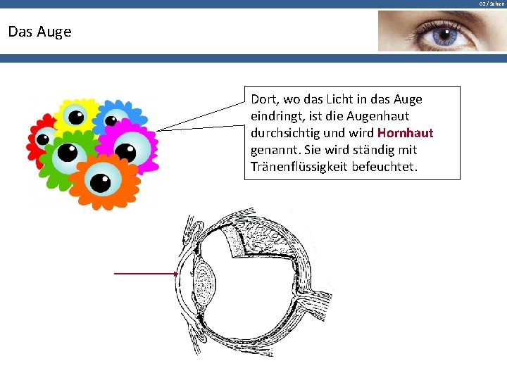 02 / Sehen Das Auge Dort, wo das Licht in das Auge eindringt, ist