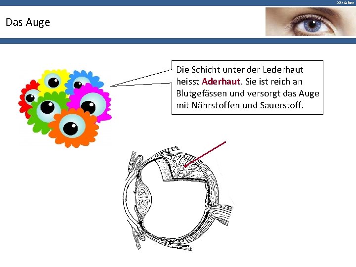 02 / Sehen Das Auge Die Schicht unter der Lederhaut heisst Aderhaut. Sie ist