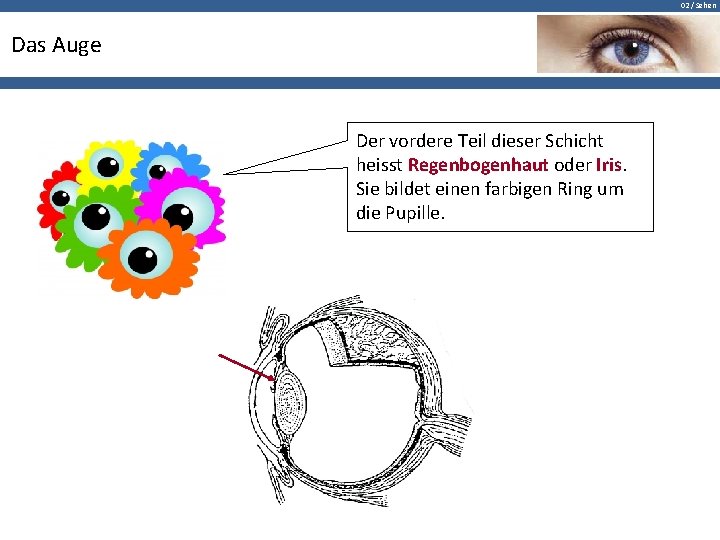 02 / Sehen Das Auge Der vordere Teil dieser Schicht heisst Regenbogenhaut oder Iris.