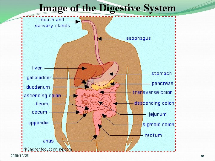 Image of the Digestive System 2020/10/28 10 