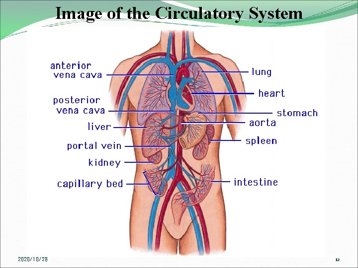 Image of the Circulatory System 2020/10/28 12 