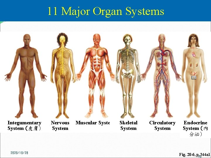 11 Major Organ Systems Integumentary System (皮膚) 2020/10/28 Nervous System Muscular System Skeletal System