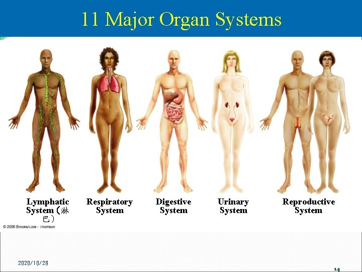 11 Major Organ Systems Lymphatic System (淋 巴) 2020/10/28 Respiratory System Digestive System Urinary
