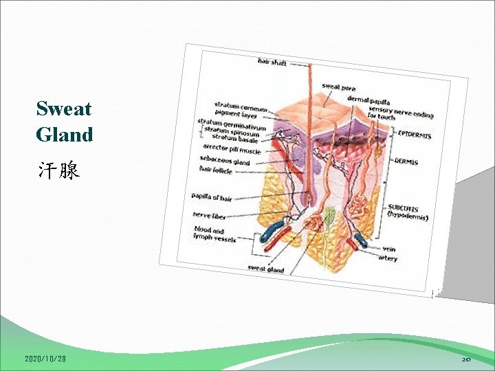 Sweat Gland 汗腺 2020/10/28 20 