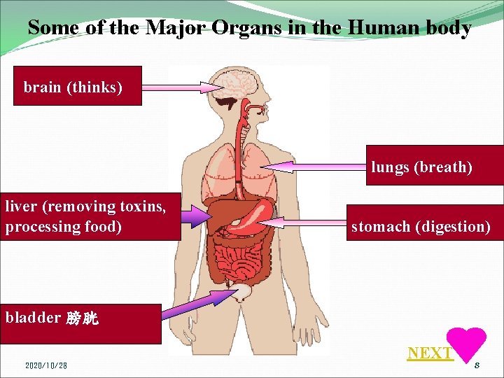 Some of the Major Organs in the Human body brain (thinks) lungs (breath) liver