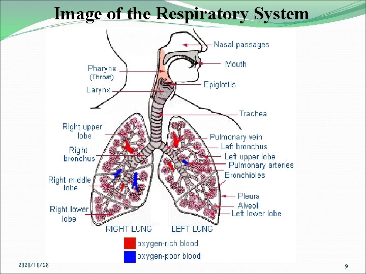 Image of the Respiratory System 2020/10/28 9 