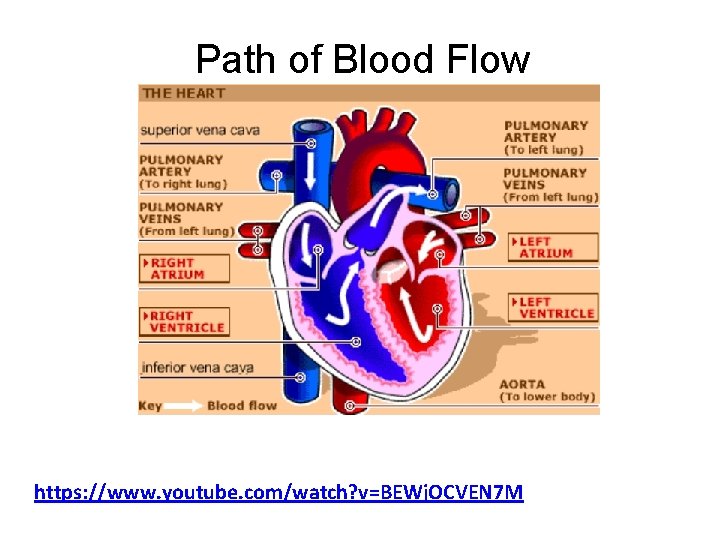 Path of Blood Flow https: //www. youtube. com/watch? v=BEWj. OCVEN 7 M 