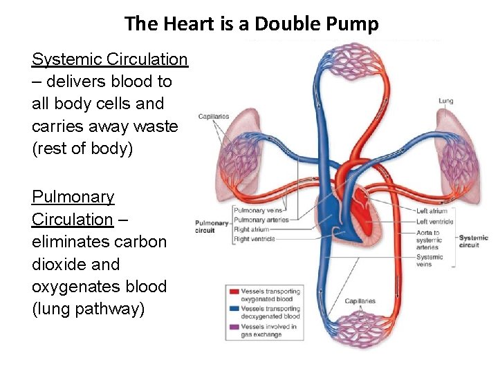 The Heart is a Double Pump Systemic Circulation – delivers blood to all body