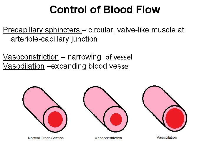 Control of Blood Flow Precapillary sphincters – circular, valve-like muscle at arteriole-capillary junction Vasoconstriction