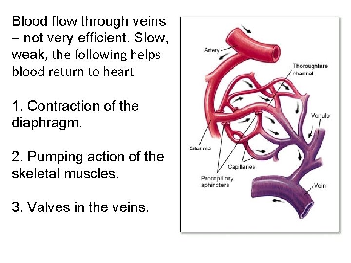 Blood flow through veins – not very efficient. Slow, weak, the following helps blood
