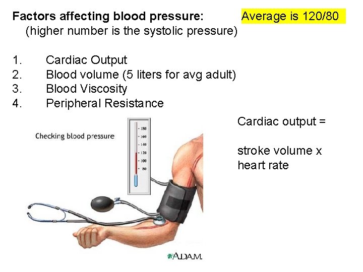 Factors affecting blood pressure: Average is 120/80 (higher number is the systolic pressure) 1.