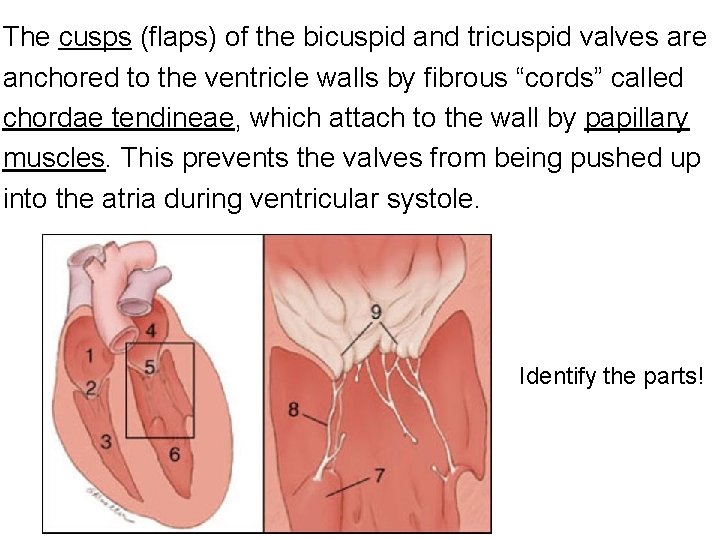The cusps (flaps) of the bicuspid and tricuspid valves are anchored to the ventricle