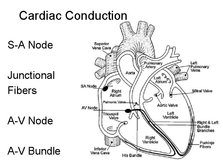 Cardiac Conduction S-A Node Junctional Fibers A-V Node A-V Bundle 
