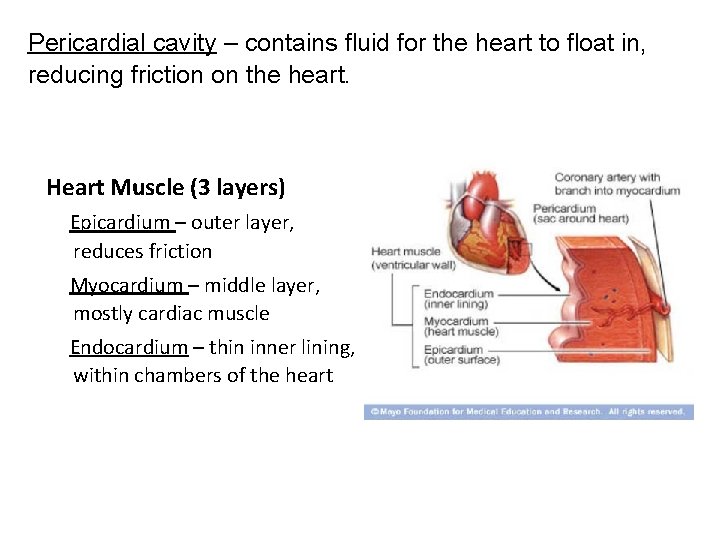 Pericardial cavity – contains fluid for the heart to float in, reducing friction on