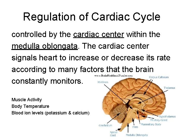 Regulation of Cardiac Cycle controlled by the cardiac center within the medulla oblongata. The
