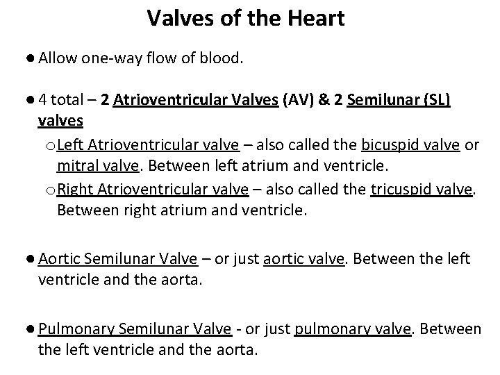 Valves of the Heart ● Allow one-way flow of blood. ● 4 total –