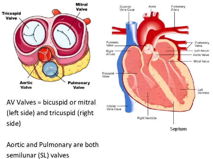 AV Valves = bicuspid or mitral (left side) and tricuspid (right side) Aortic and