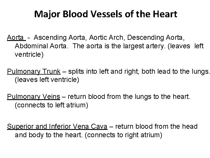 Major Blood Vessels of the Heart Aorta - Ascending Aorta, Aortic Arch, Descending Aorta,