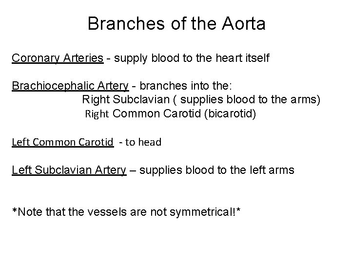 Branches of the Aorta Coronary Arteries - supply blood to the heart itself Brachiocephalic
