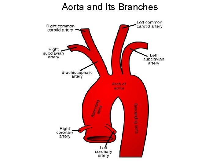 Aorta and Its Branches 