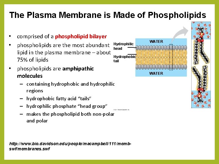 The Plasma Membrane is Made of Phospholipids • comprised of a phospholipid bilayer •
