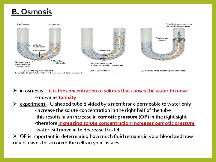 B. Osmosis Ø in osmosis – it is the concentration of solutes that causes