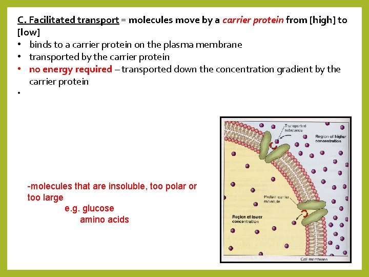 C. Facilitated transport = molecules move by a carrier protein from [high] to [low]