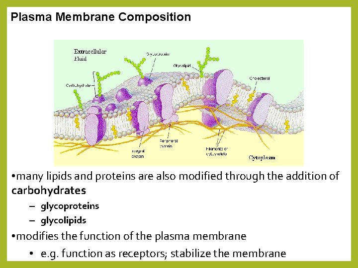 Plasma Membrane Composition • many lipids and proteins are also modified through the addition