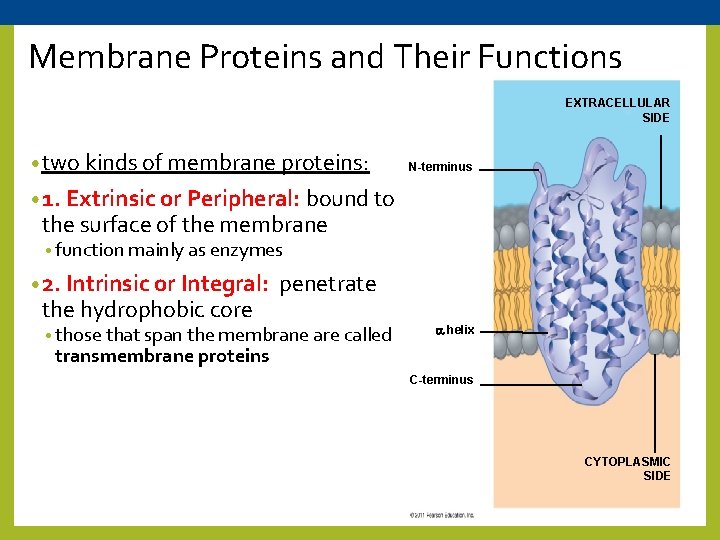Membrane Proteins and Their Functions EXTRACELLULAR SIDE • two kinds of membrane proteins: N-terminus