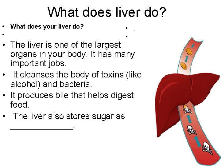 What does liver do? • What does your liver do? • • The liver
