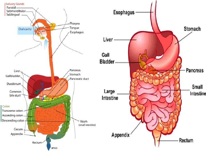 • Digestive system • Digestive system