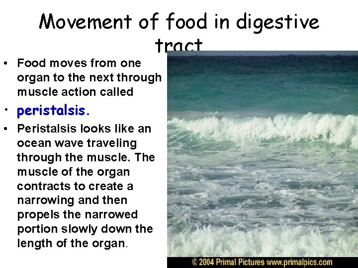 Movement of food in digestive tract • Food moves from one organ to the