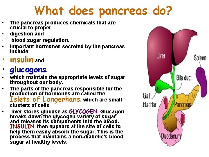 What does pancreas do? • • The pancreas produces chemicals that are crucial to