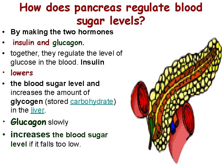 How does pancreas regulate blood sugar levels? • By making the two hormones • How does pancreas regulate blood sugar levels? • By making the two hormones •