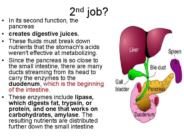 2 nd job? • In its second function, the pancreas • creates digestive juices.